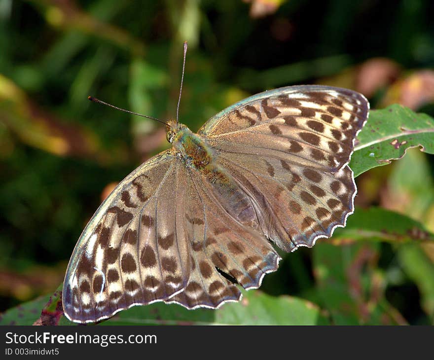 Argynnis paphia.