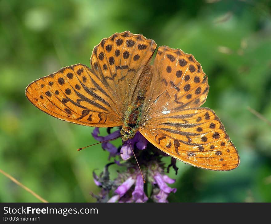 The widespread butterfly, meets on glades. The photo is made in Moscow areas (Russia). Original date/time: 2004:07:31 11:43:19. The widespread butterfly, meets on glades. The photo is made in Moscow areas (Russia). Original date/time: 2004:07:31 11:43:19.