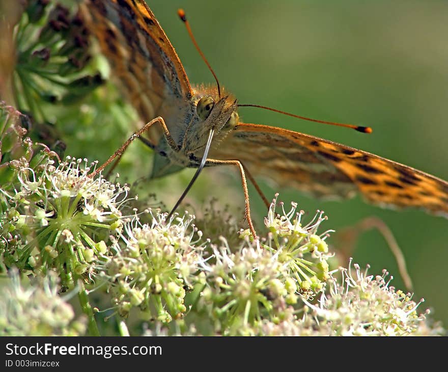 Argynnis paphia.