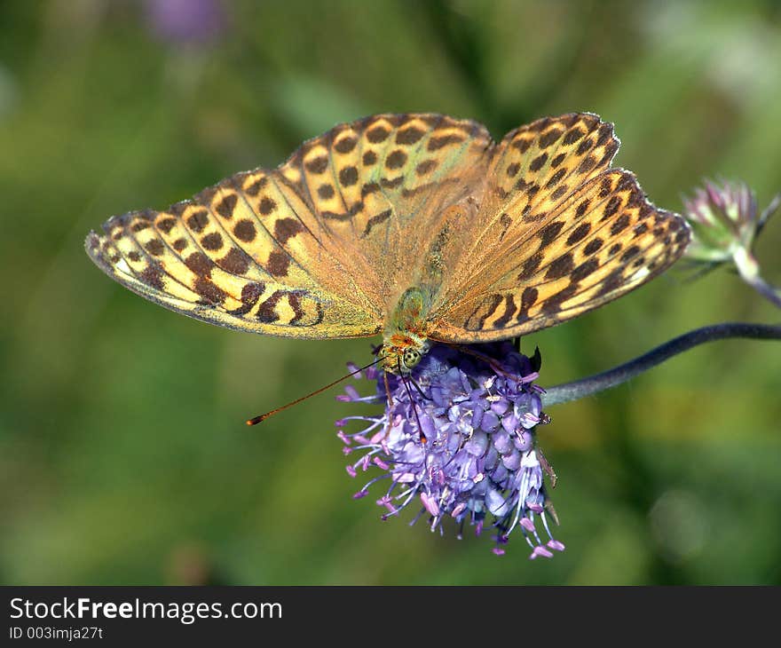 The widespread butterfly, meets on glades. The photo is made in Moscow areas (Russia). Original date/time: 2004:08:17 11:13:33. The widespread butterfly, meets on glades. The photo is made in Moscow areas (Russia). Original date/time: 2004:08:17 11:13:33.