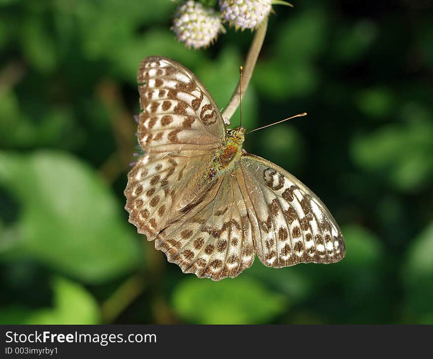 Argynnis paphia.