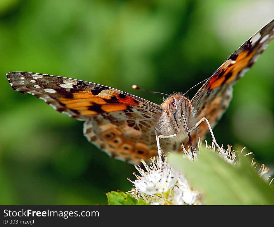 The butterfly meets often, flies in gardens. The photo is made in Moscow areas (Russia). Original date/time: 2004:05:19 10:26:04. The butterfly meets often, flies in gardens. The photo is made in Moscow areas (Russia). Original date/time: 2004:05:19 10:26:04