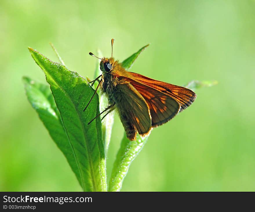 The butterfly of family Hesperiidae.