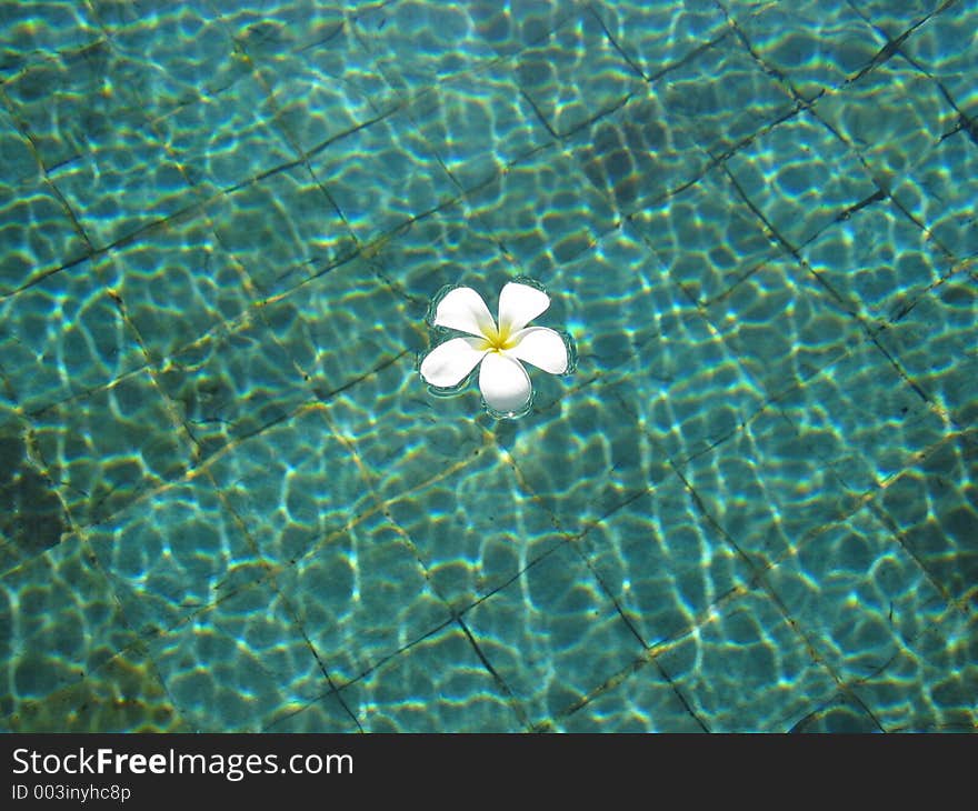 Single white frangipani floating in swimming pool. Single white frangipani floating in swimming pool