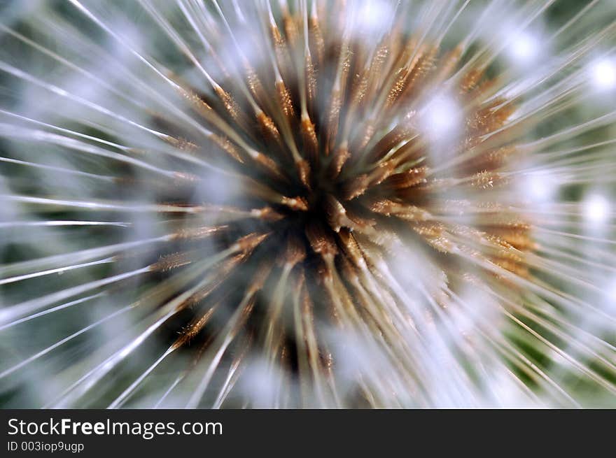 Zoomshot of a puff