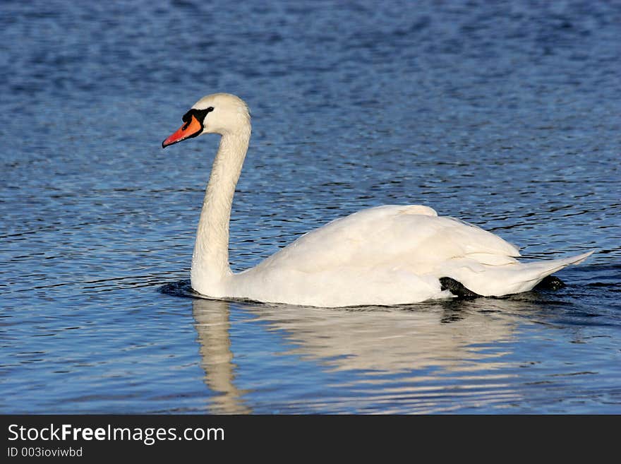 Swan