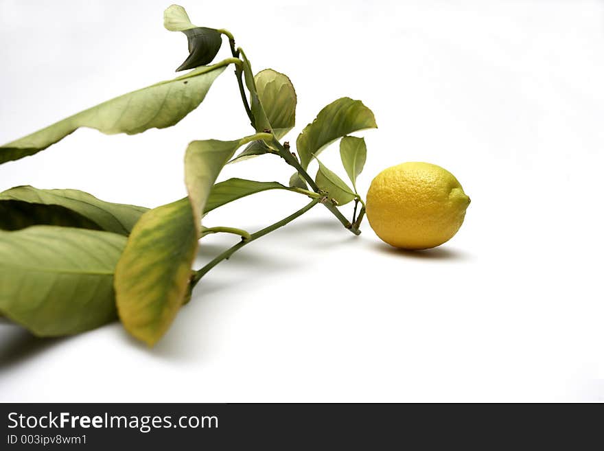 Lemon with leaves. Lemon with leaves