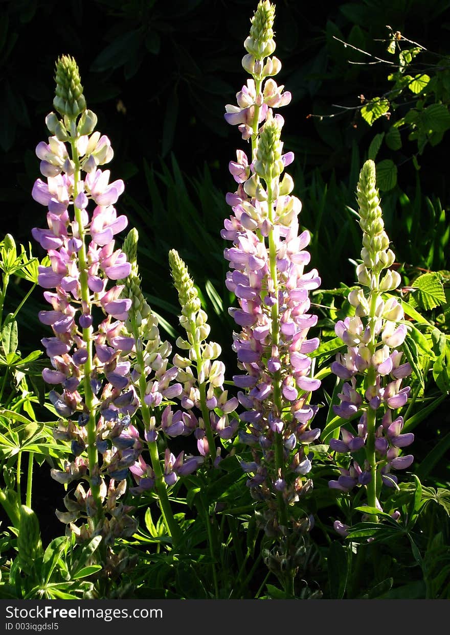 Stalk Flowers