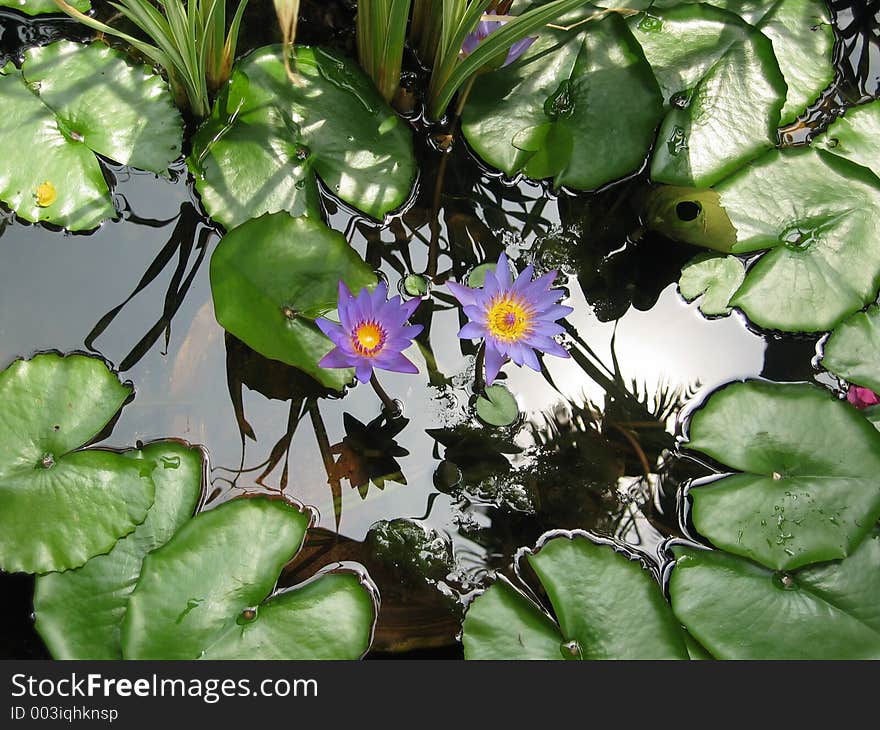 Lotus flower in pond