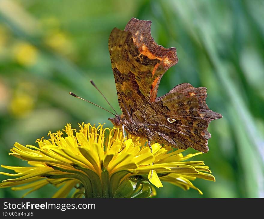 Polygonia C-album.