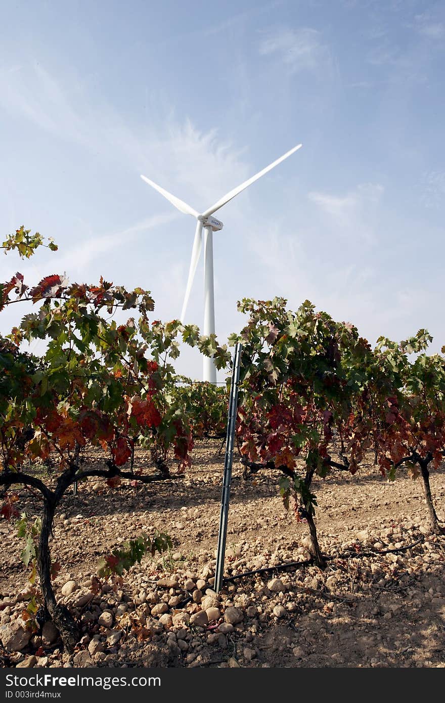 Windmill in the middle of the vineyard. Windmill in the middle of the vineyard