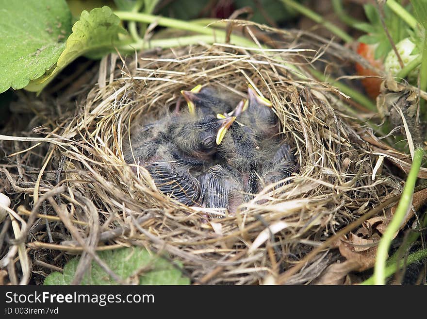 Bird nest. Bird nest