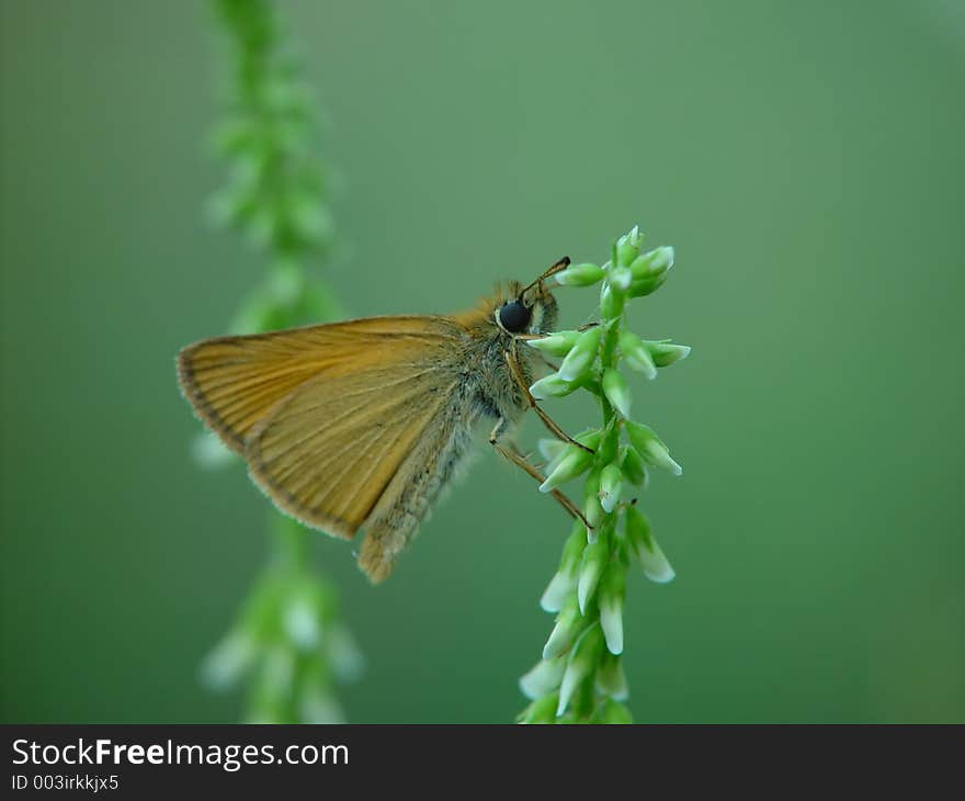 The butterfly of family Hesperiidae.