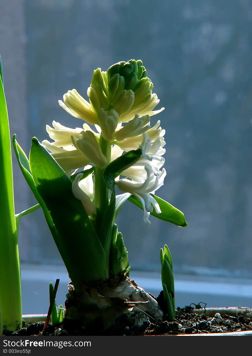 Hyacinth