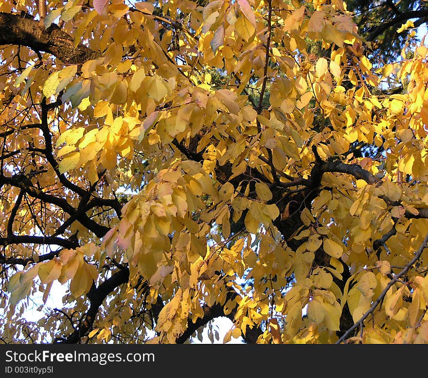 Autumn leaves