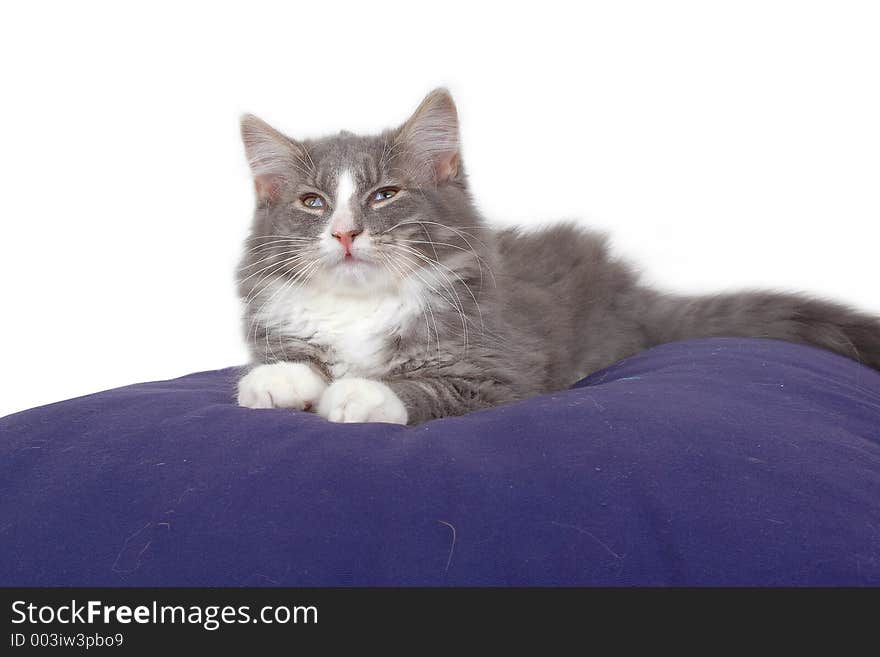 Tired kitten on cushion close-up