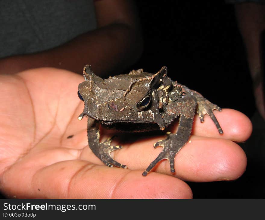 Rainforest frog