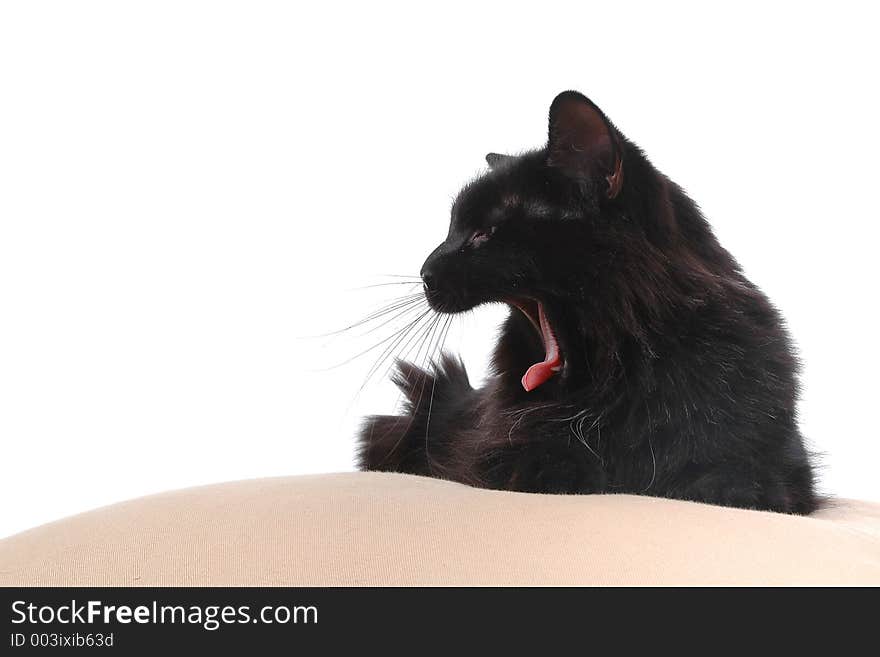 Tired Cat On Cushion