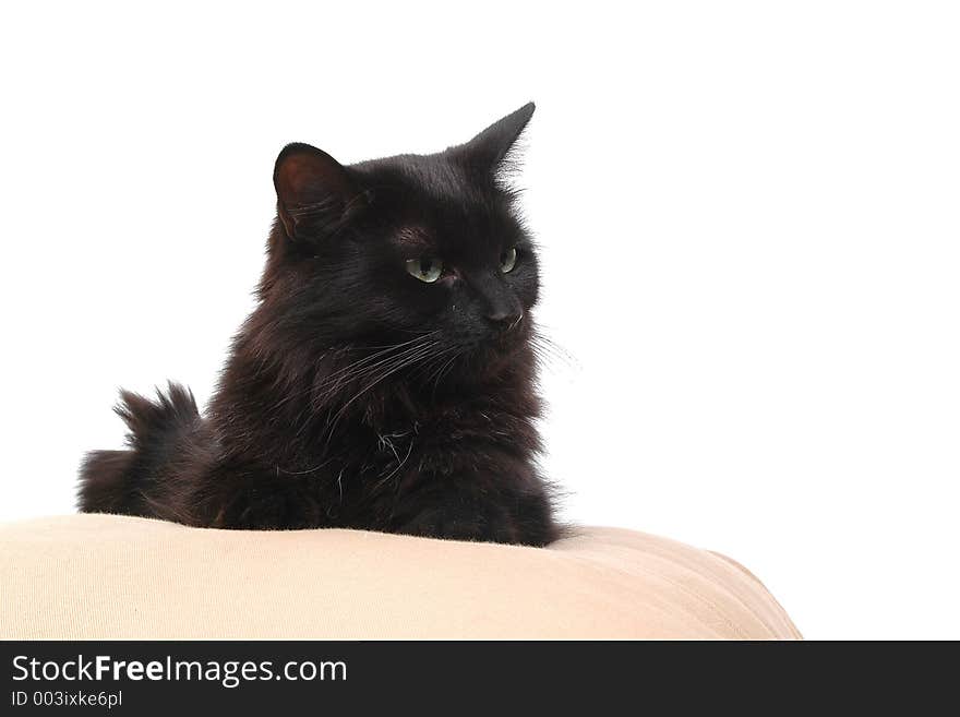 Cat on cushion