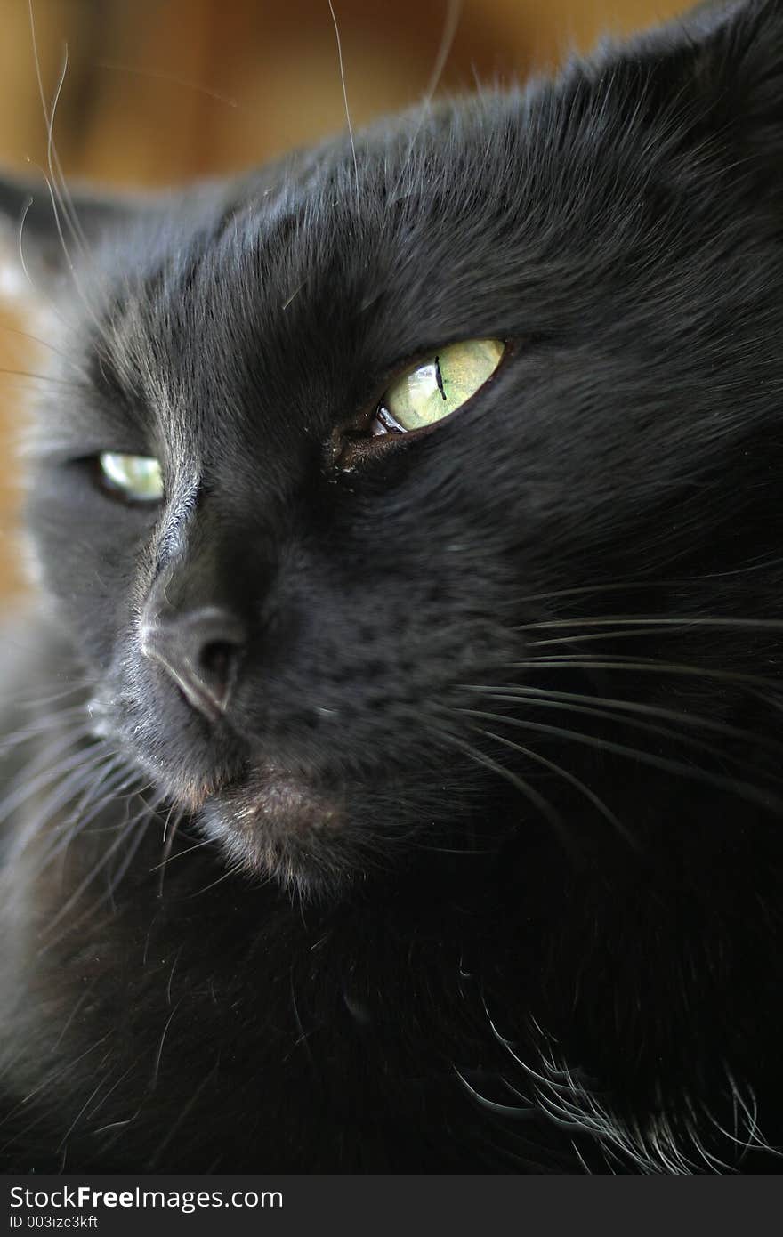 Black cat portrait