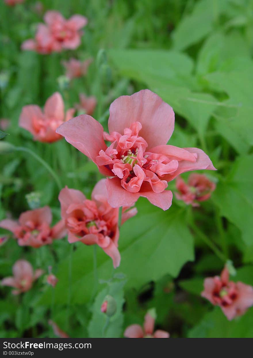 Tropical Flowers Of India