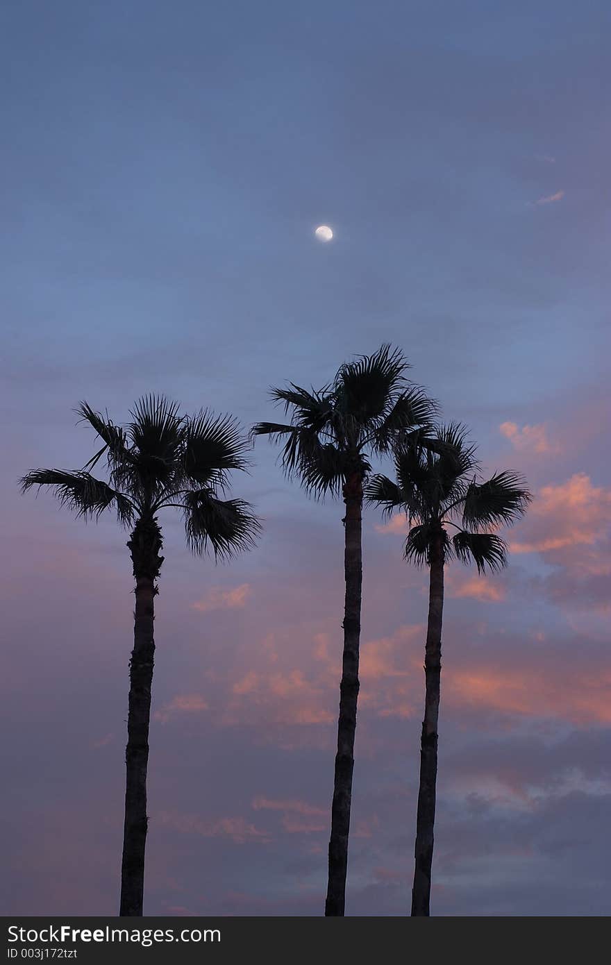 A group of palm tree against the evening sky. A group of palm tree against the evening sky