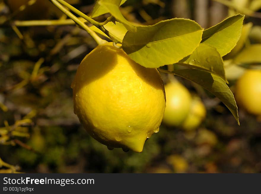 Lemon Tree Drip