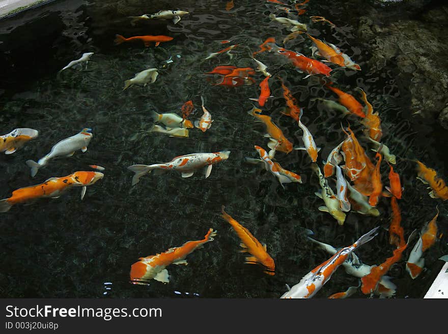 A pool full of Japanese koi. A pool full of Japanese koi