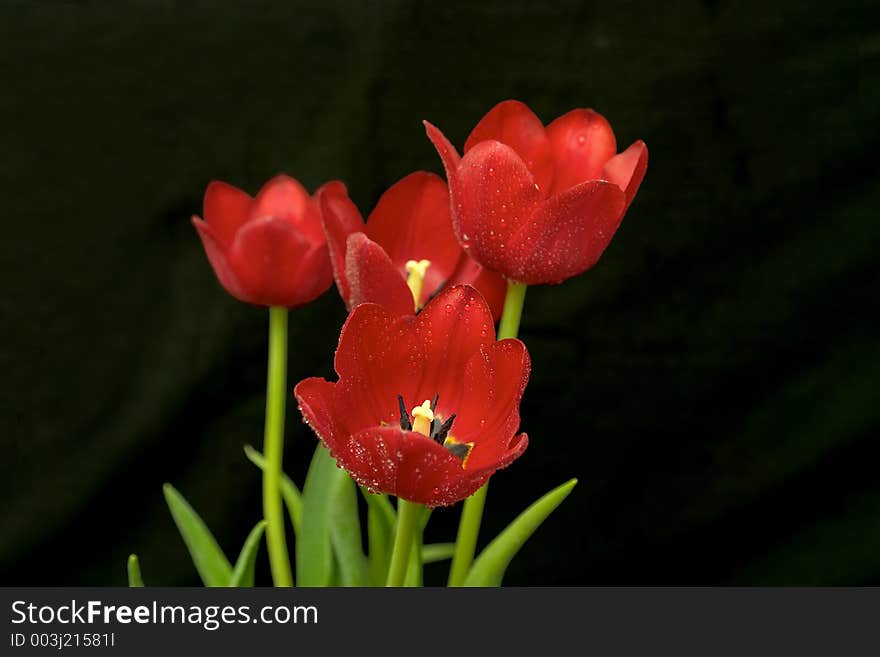 A vase of red tulips