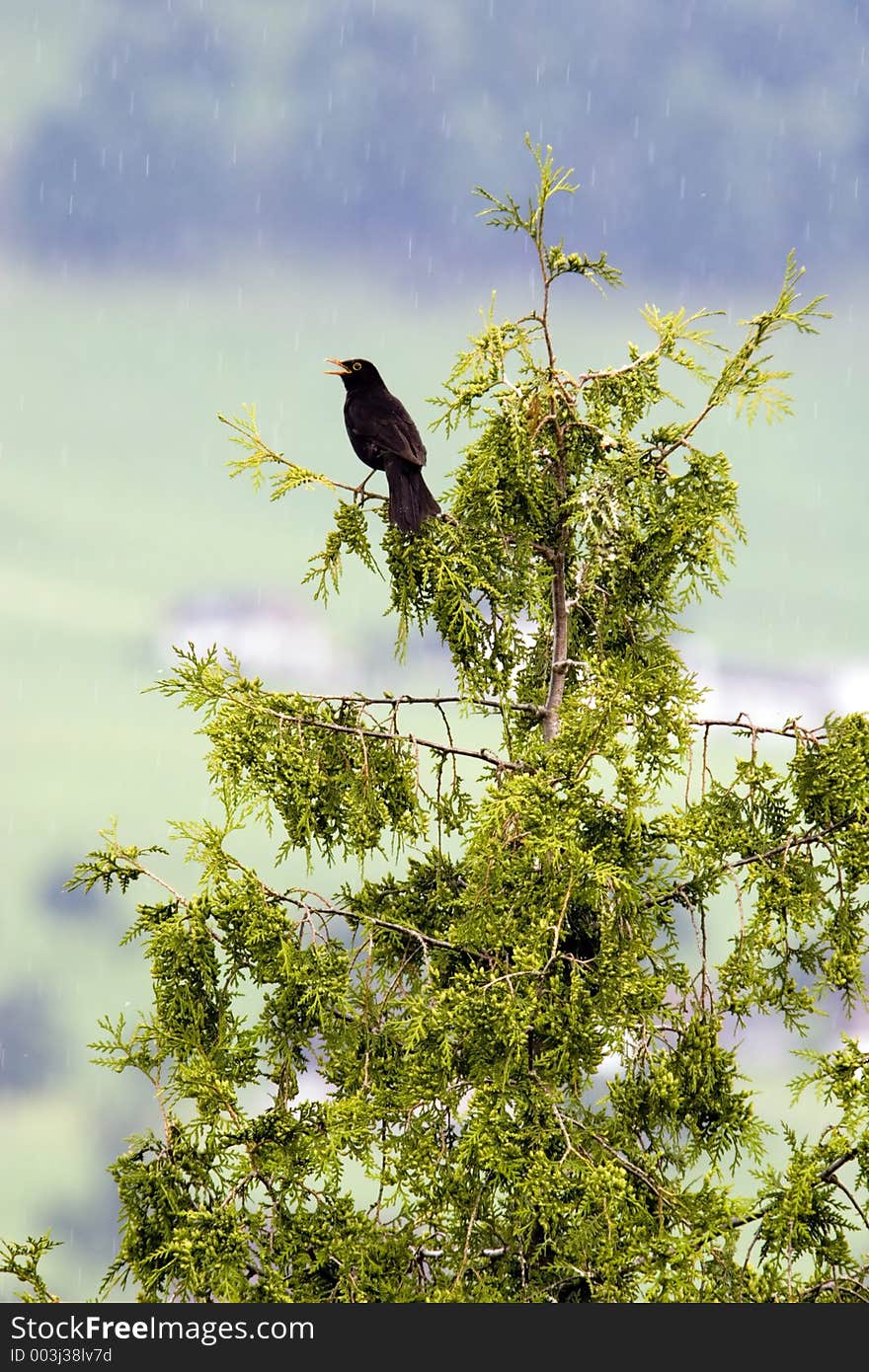 Bird singing on rainy day. Bird singing on rainy day