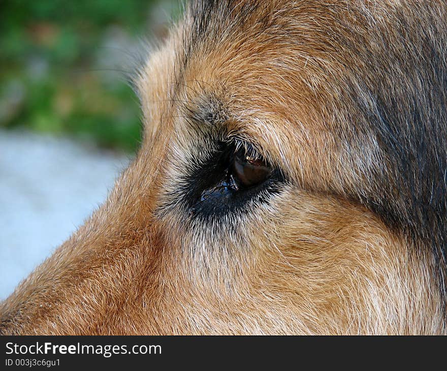 Closeup photo of dog. Closeup photo of dog