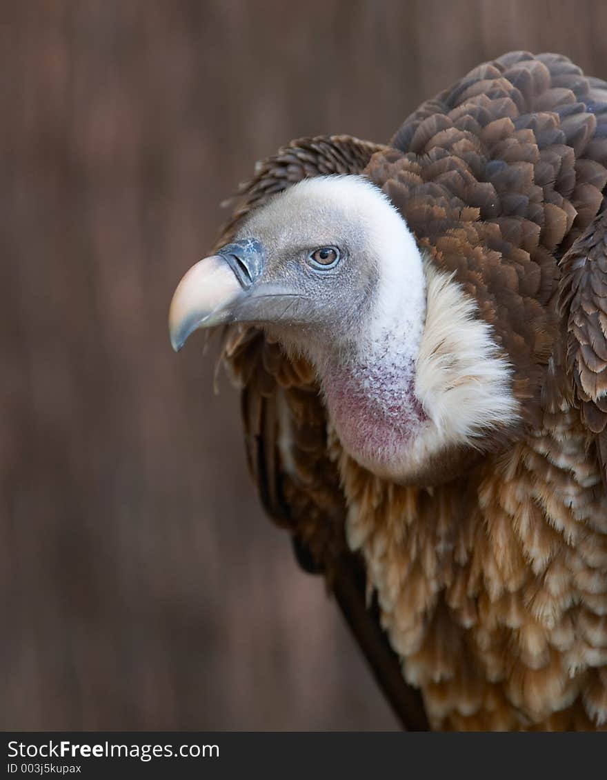 Vulture portrait