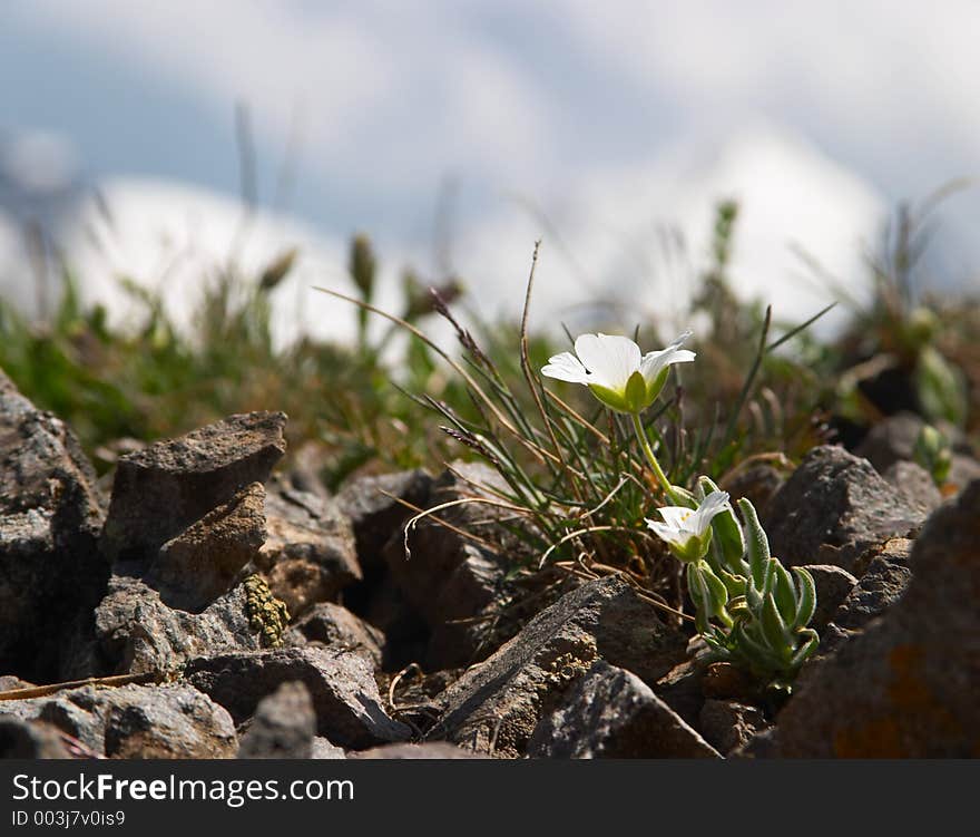 Small white flower