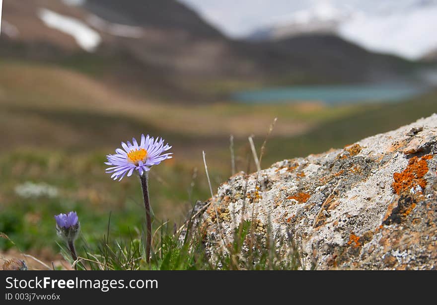 Alpine meadow in the morning 2. Alpine meadow in the morning 2