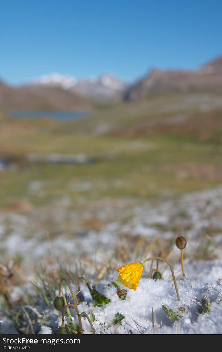 Mountain meadow in the morning after heavy snow 2