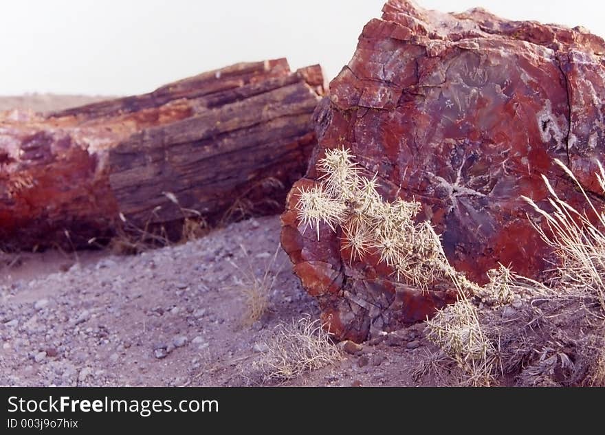 Petrified wood in the painted desert. Petrified wood in the painted desert