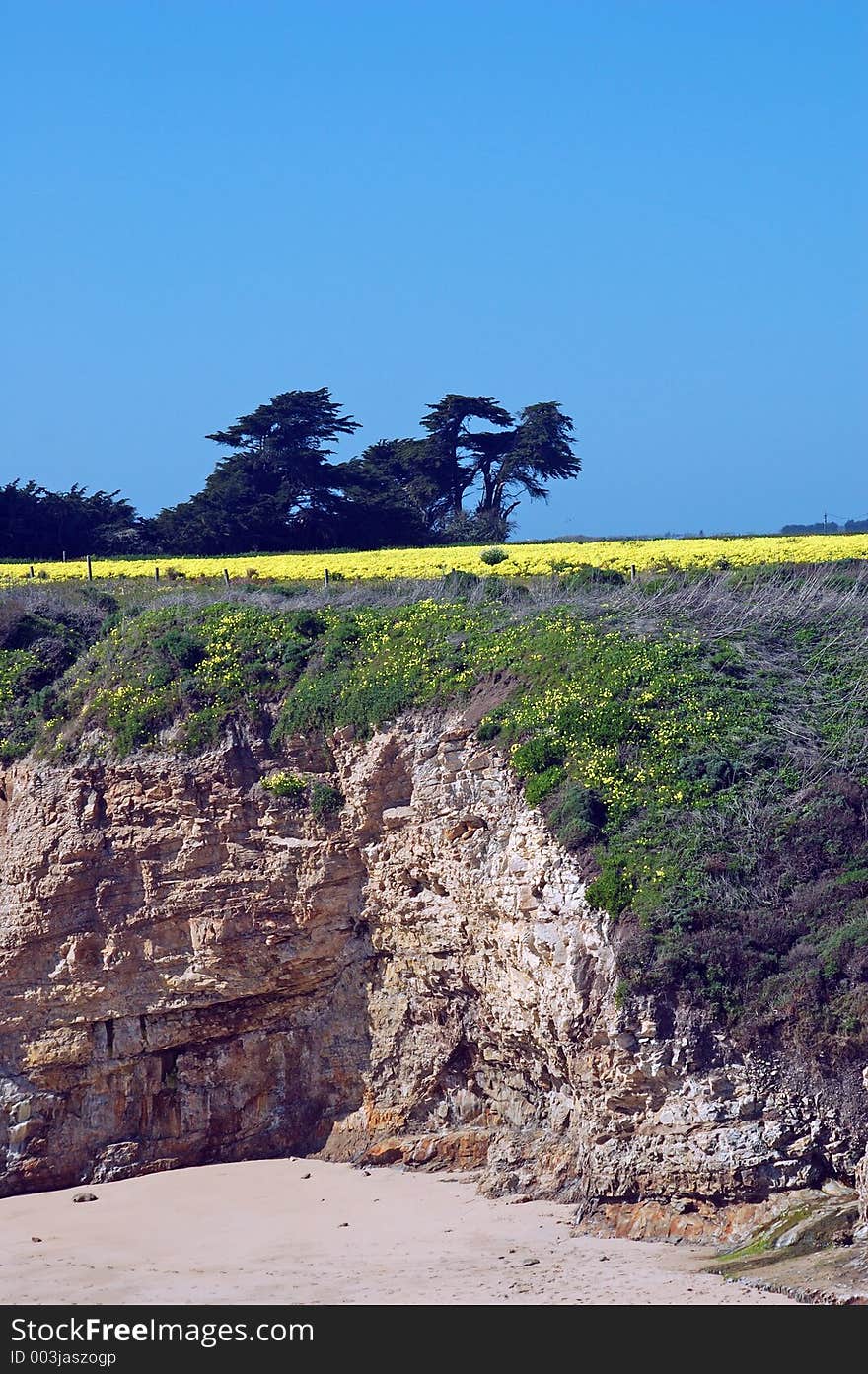 Springtime coastal meadow