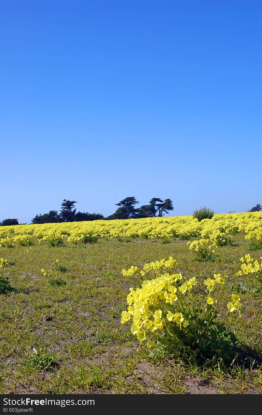 Springtime coastal meadow