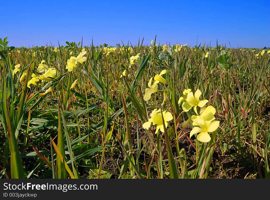 Springtime meadow on the california coast. Springtime meadow on the california coast