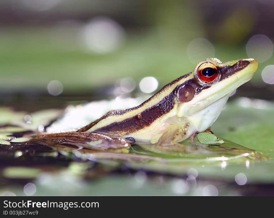 Frog