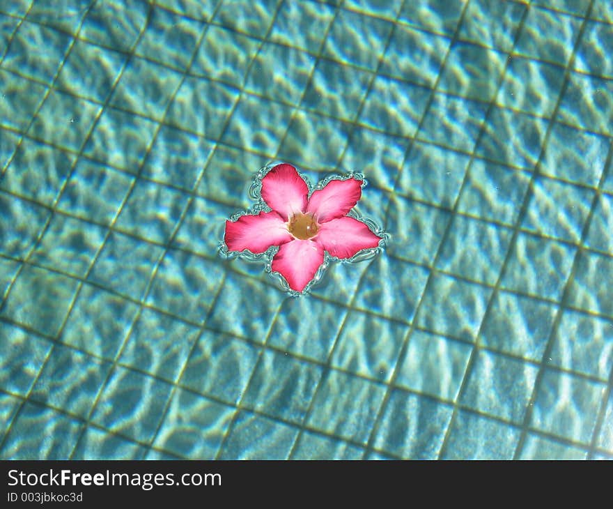 Pink Frangipani in Pool