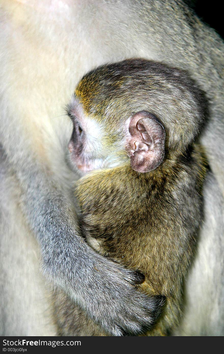 A newly born monkey with it's mother in Chobe National Park in Botswana, Africa. A newly born monkey with it's mother in Chobe National Park in Botswana, Africa.