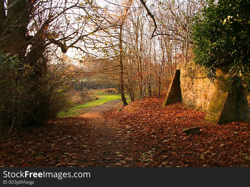 Autumn Woods