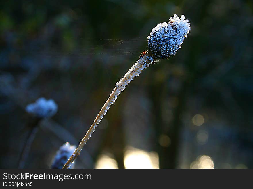 Frozen Thistle