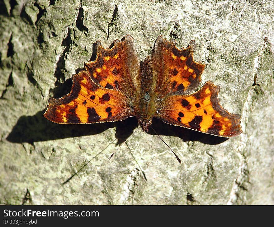 Polygonia C-album.