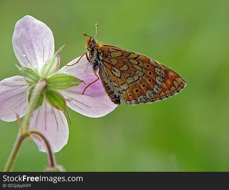 The Butterfly On A Flower.