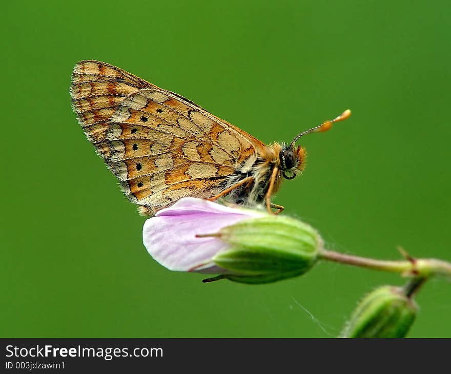 Butterfly Melitaea sp on a flower of a geranium.