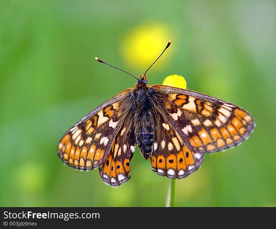 Butterfly Euphydryas Aurinia (Melitae).