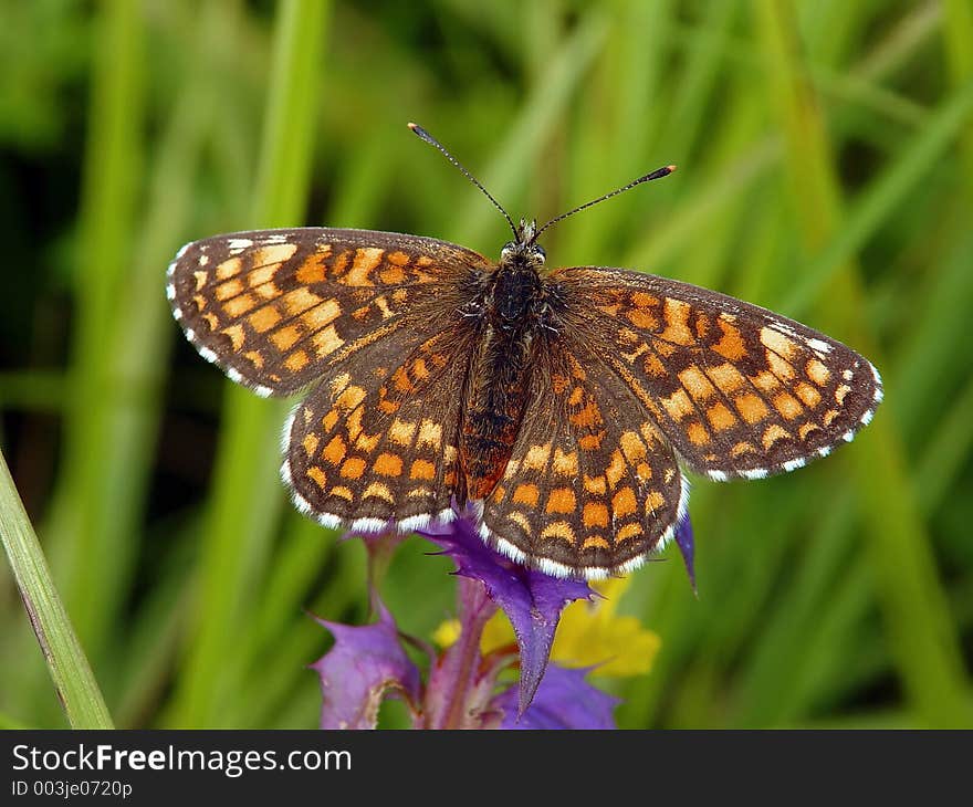 The butterfly on a flower.