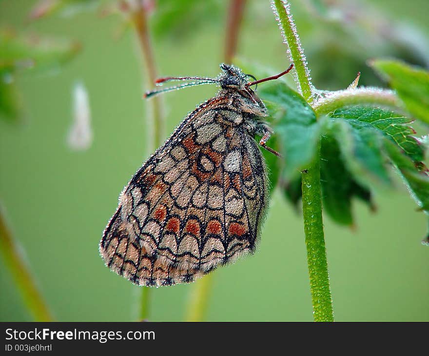 Butterfly Melitaea athalia.